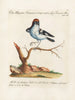 Ornithologie méthodiquement digérée Pl056 - Saverio Manetti — widok dzieła