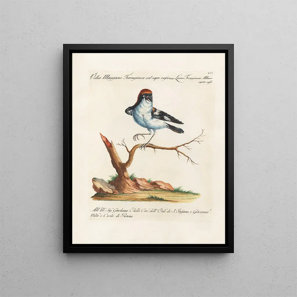 Ornithologie méthodiquement digérée Pl056 - Saverio Manetti — oprawiony obraz na ścianie