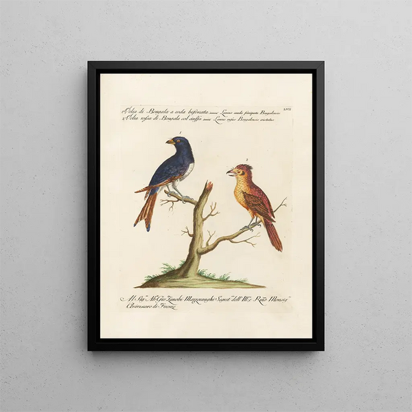 Ornithologie méthodiquement digérée Pl057 - Saverio Manetti — oprawiony obraz na ścianie
