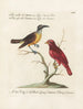 Ornithologie méthodiquement digérée Pl058 - Saverio Manetti — widok dzieła