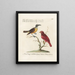 Ornithologie méthodiquement digérée Pl058 - Saverio Manetti — oprawiony obraz na ścianie