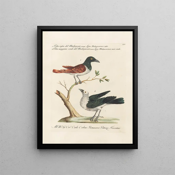 Ornithologie méthodiquement digérée Pl059 - Saverio Manetti — oprawiony obraz na ścianie