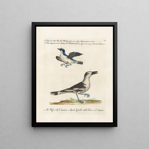 Ornithologie méthodiquement digérée Pl060 - Saverio Manetti — oprawiony obraz na ścianie