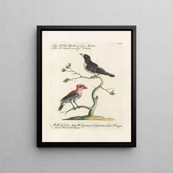 Ornithologie méthodiquement digérée Pl062 - Saverio Manetti — oprawiony obraz na ścianie