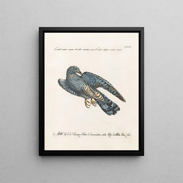 Ornithologie méthodiquement digérée Pl067 - Saverio Manetti — oprawiony obraz na ścianie