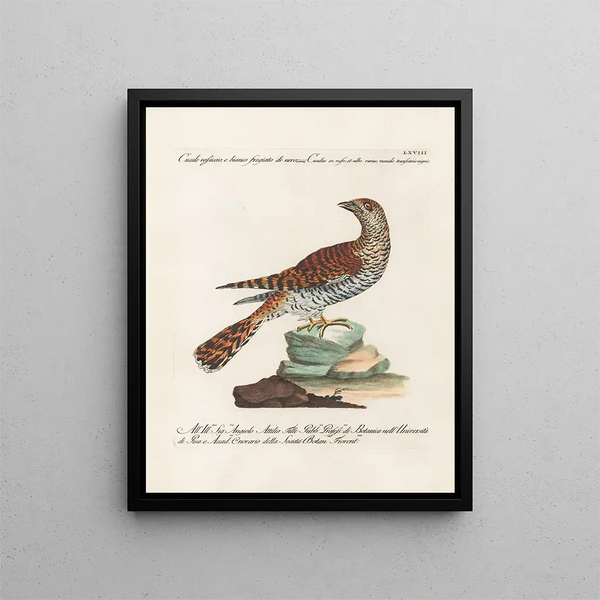 Ornithologie méthodiquement digérée Pl068 - Saverio Manetti — oprawiony obraz na ścianie