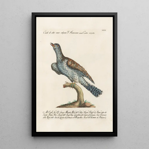 Ornithologie méthodiquement disposée Pl069 - Saverio Manetti — oprawiony obraz na ścianie