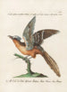 Ornithologie méthodiquement digérée Pl070 - Saverio Manetti — widok dzieła