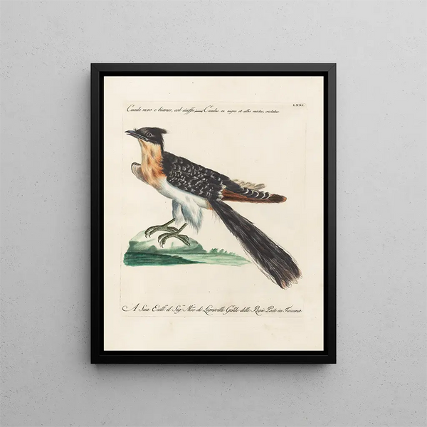 Ornithologie méthodiquement digérée Pl071 - Saverio Manetti — oprawiony obraz na ścianie