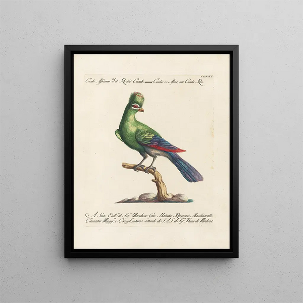 Ornithologie méthodiquement digérée Pl073 - Saverio Manetti — oprawiony obraz na ścianie