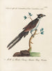 Ornithologie méthodiquement digérée Pl074 - Saverio Manetti — widok dzieła