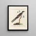 Ornithologie méthodiquement digérée Pl074 - Saverio Manetti — oprawiony obraz na ścianie