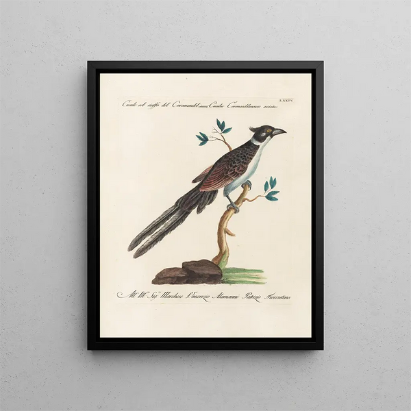 Ornithologie méthodiquement digérée Pl074 - Saverio Manetti — oprawiony obraz na ścianie