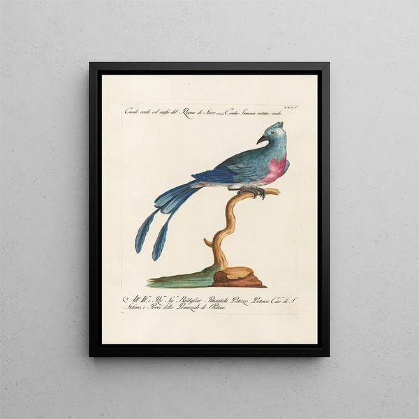 Ornithologie méthodiquement digérée Pl075 - Saverio Manetti — oprawiony obraz na ścianie