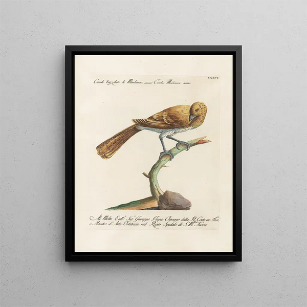 Ornithologie méthodiquement digérée Pl076 - Saverio Manetti — oprawiony obraz na ścianie