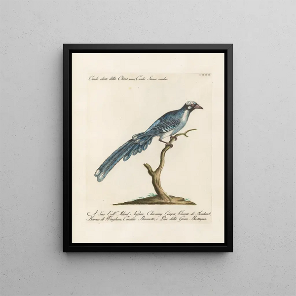 Ornithologie méthodiquement digérée Pl080 - Saverio Manetti — oprawiony obraz na ścianie