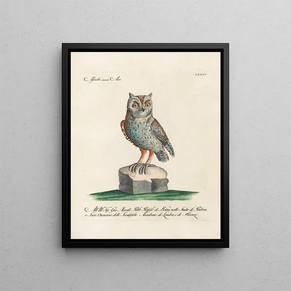 Ornithologie méthodiquement digérée Pl085 - Saverio Manetti — oprawiony obraz na ścianie