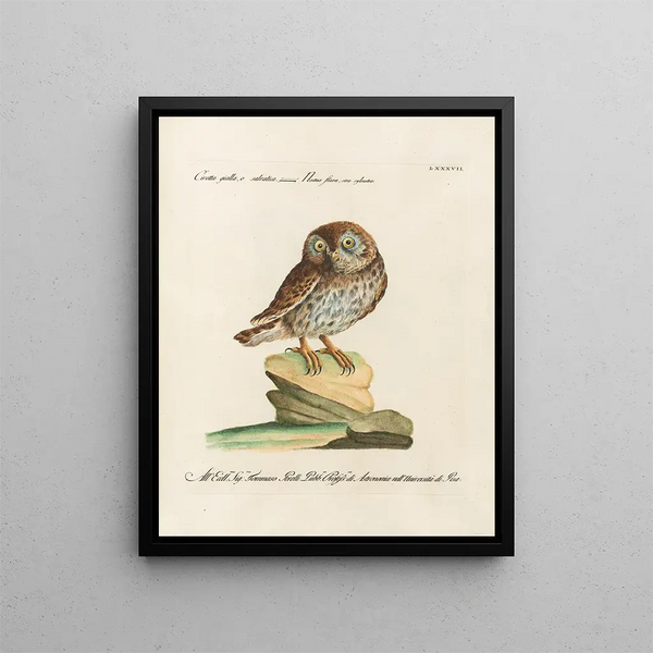 Ornithologie méthodiquement digérée Pl087 - Saverio Manetti — oprawiony obraz na ścianie