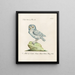 Ornithologie méthodiquement digérée Pl089 - Saverio Manetti — oprawiony obraz na ścianie