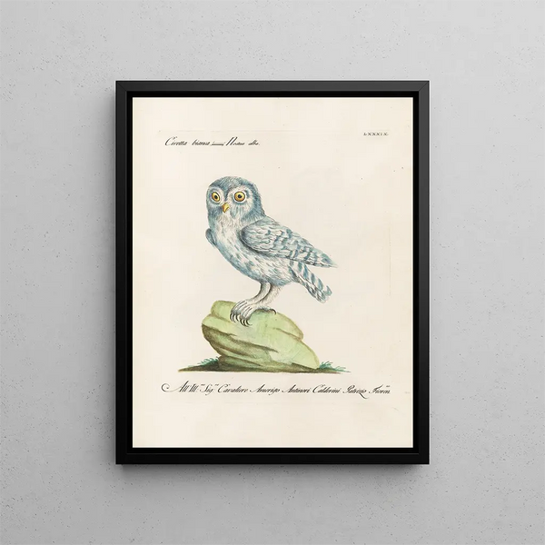 Ornithologie méthodiquement digérée Pl089 - Saverio Manetti — oprawiony obraz na ścianie