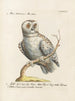 Ornithologie méthodiquement digérée Pl093 - Saverio Manetti — widok dzieła