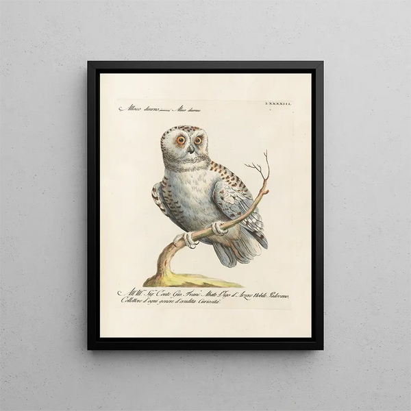 Ornithologie méthodiquement digérée Pl093 - Saverio Manetti — oprawiony obraz na ścianie