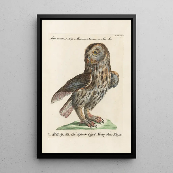 Ornithologie metodycznie rozmieszczony Pl094 - Saverio Manetti — oprawiony obraz na ścianie