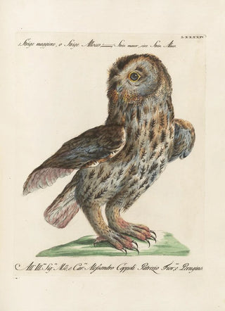 Saverio Manetti - Ornithologia methodice digesta Pl094.webp