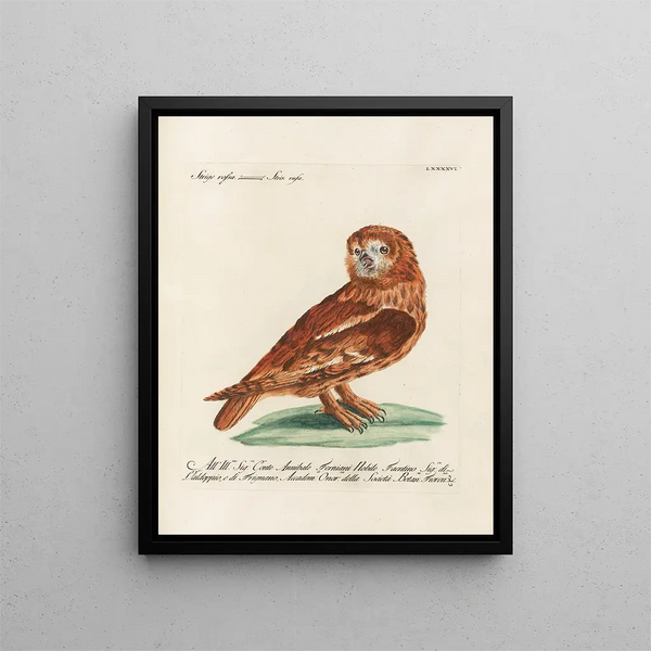 Ornithologie méthodiquement digérée Pl096 - Saverio Manetti — oprawiony obraz na ścianie