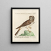 Ornithologie méthodiquement digérée Pl097 - Saverio Manetti — oprawiony obraz na ścianie