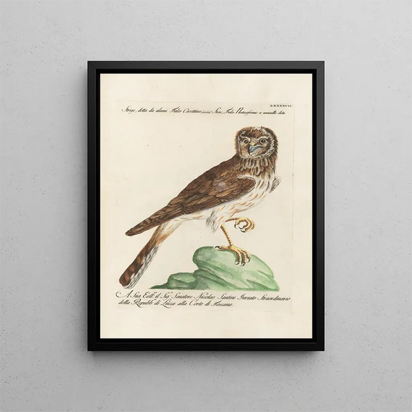 Ornithologie méthodiquement digérée Pl097 - Saverio Manetti — oprawiony obraz na ścianie