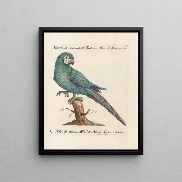 L'ornithologie méthodiquement digérée Pl101 - Saverio Manetti — oprawiony obraz na ścianie