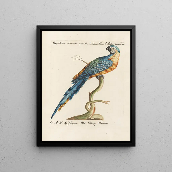L'ornithologie méthodiquement digérée Pl103 - Saverio Manetti — oprawiony obraz na ścianie