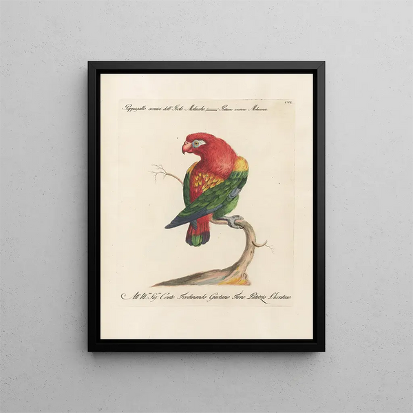 L'ornithologie méthodiquement digérée Pl106 - Saverio Manetti — oprawiony obraz na ścianie