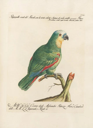 Saverio Manetti - Ornithologia methodice digesta Pl107.webp