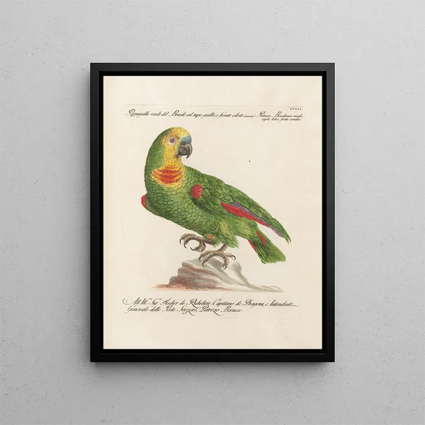Ornithologie méthodiquement digérée Pl108 - Saverio Manetti — oprawiony obraz na ścianie