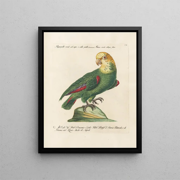 Ornithologie méthodiquement digérée Pl110 - Saverio Manetti — oprawiony obraz na ścianie