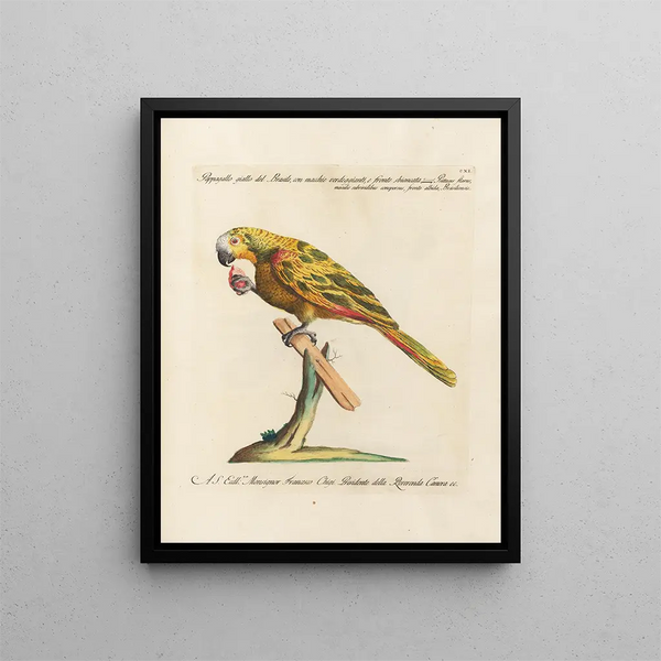 L'ornithologie méthodiquement digérée Pl111 - Saverio Manetti — oprawiony obraz na ścianie
