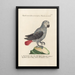 Ornithologie méthodiquement disposée Pl112 - Saverio Manetti — oprawiony obraz na ścianie