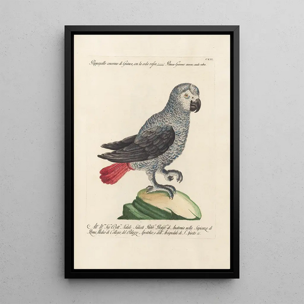 Ornithologie méthodiquement disposée Pl112 - Saverio Manetti — oprawiony obraz na ścianie