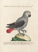 Ornithologie méthodiquement disposée Pl112 - Saverio Manetti — widok dzieła