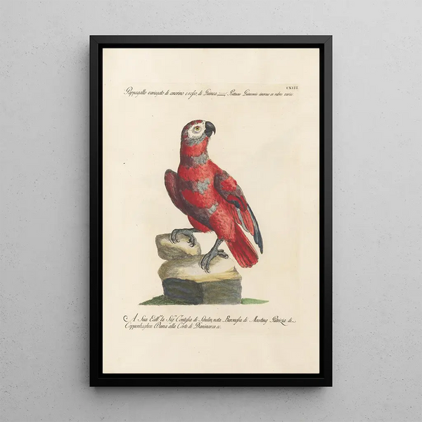 Ornithologie méthodiquement disposée Pl113 - Saverio Manetti — oprawiony obraz na ścianie