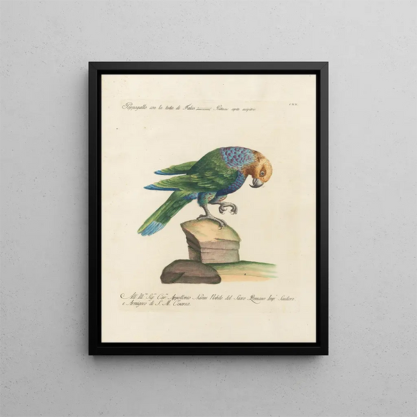 Ornithologie méthodiquement digérée Pl120 - Saverio Manetti — oprawiony obraz na ścianie