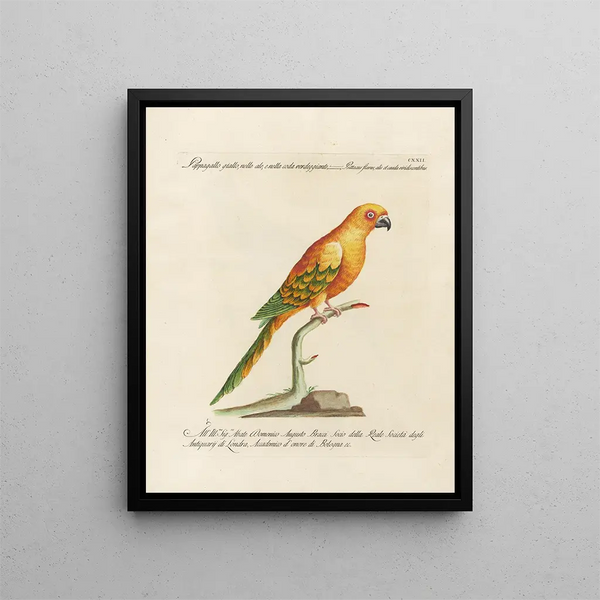 L'ornithologie méthodiquement digérée Pl122 - Saverio Manetti — oprawiony obraz na ścianie