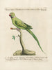 L'ornithologie méthodiquement digérée Pl123 - Saverio Manetti — widok dzieła