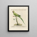 L'ornithologie méthodiquement digérée Pl123 - Saverio Manetti — oprawiony obraz na ścianie