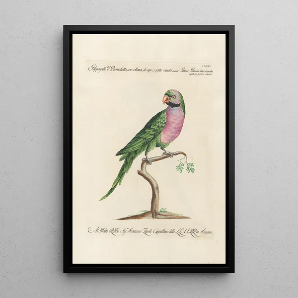 Ornithologie méthodiquement disposée Pl124 - Saverio Manetti — oprawiony obraz na ścianie