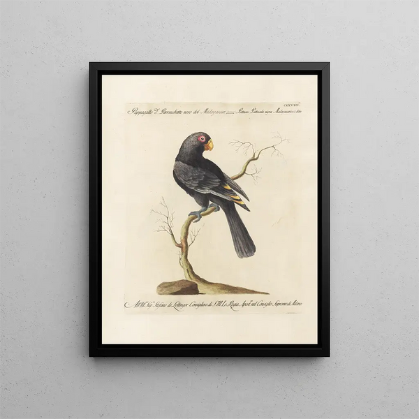 Ornithologie méthodiquement digérée Pl125 - Saverio Manetti — oprawiony obraz na ścianie