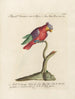 Ornithologie méthodiquement digérée Pl128 - Saverio Manetti — widok dzieła