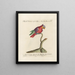 Ornithologie méthodiquement digérée Pl128 - Saverio Manetti — oprawiony obraz na ścianie